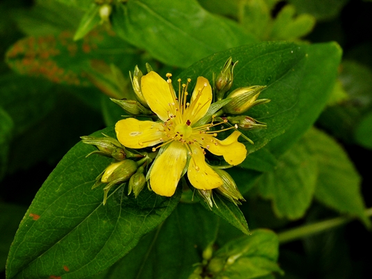 {Hypericum mitchellianum}